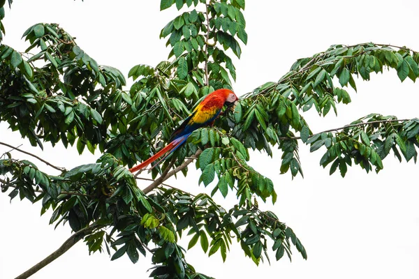 Macaw Bird Perched Tree — Photo