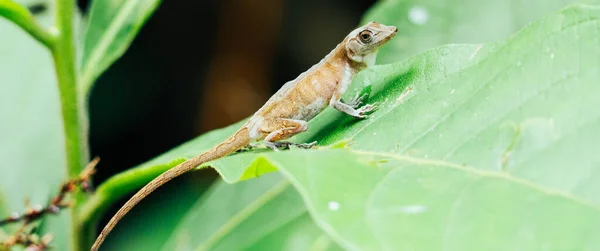 Ящірка Листочку Національному Парку Мануель Антоніо — стокове фото