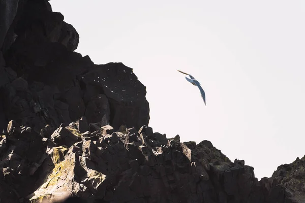 Seagulls Flying Beach Rocks — Stok fotoğraf