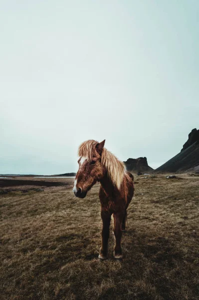 Icelandic Wild Horses Middle Nature Mountains — Stockfoto