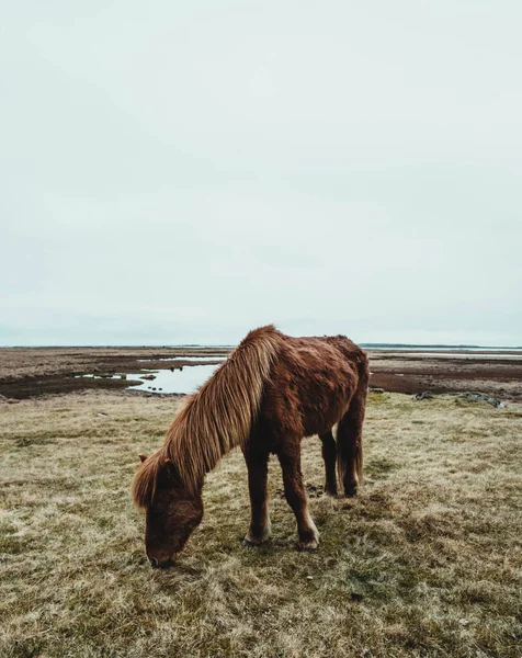 Icelandic Wild Horses Middle Nature Mountains — ストック写真
