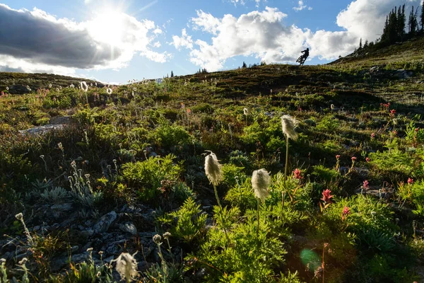 Mountain Biker Cornering Alpine Meadow Sunset Revelstoke — Zdjęcie stockowe