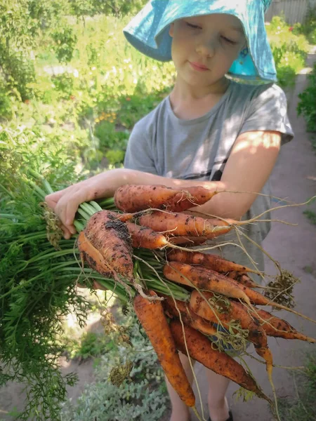 Freshly Harvested Carrots Hands Girl Garden — Stock Photo, Image