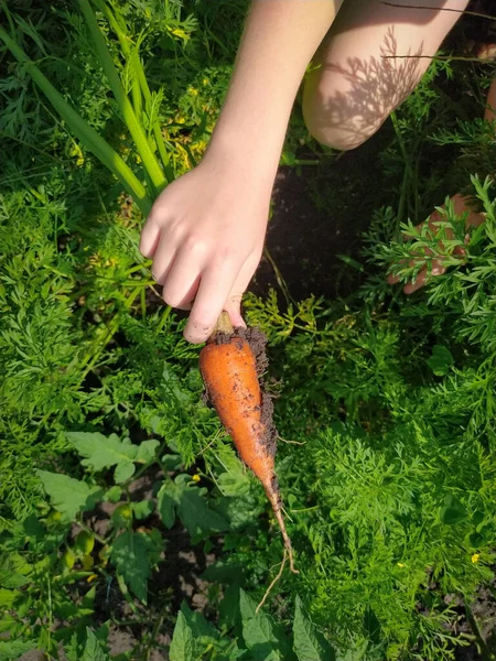 Close Freshly Harvested Carrot Vegetable Garden — Stock Photo, Image