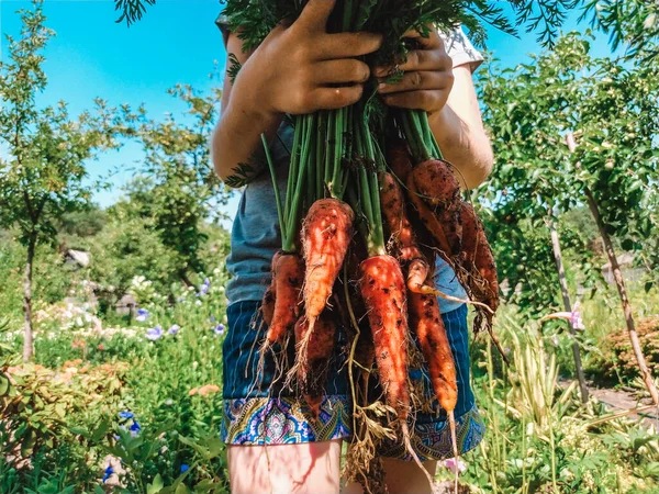 Close Hands Girl Holding Freshly Harvested Carrots — Stock Photo, Image