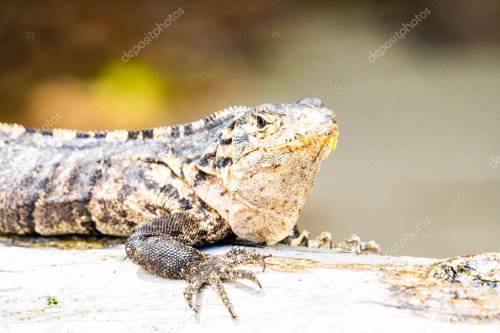 galled iguana on a log on a beach