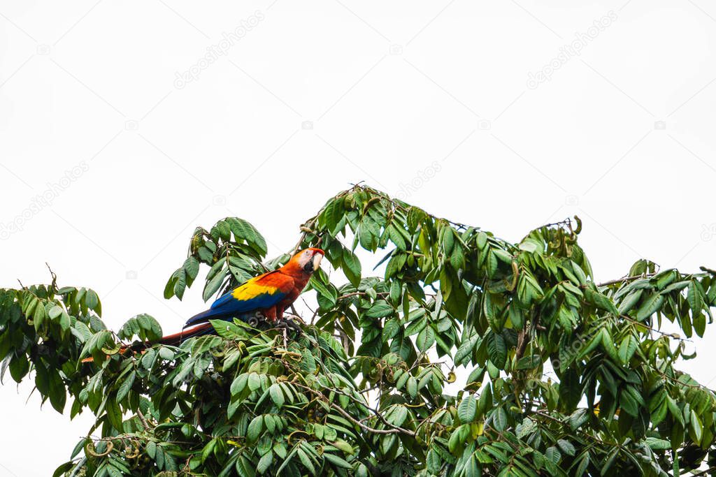 macaw bird perched on a tree