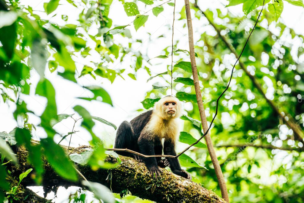 white face monkey in a national park