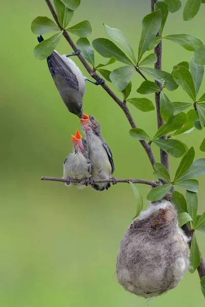 Female Scarlet Headed Flowerpecker Bring Food Chicks — Stok fotoğraf