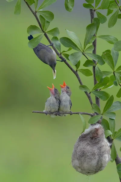 Female Scarlet Headed Flowerpecker Bring Food Chicks — Stockfoto