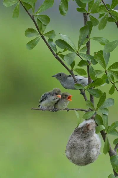 Female Scarlet Headed Flowerpecker Bring Food Chicks — Zdjęcie stockowe