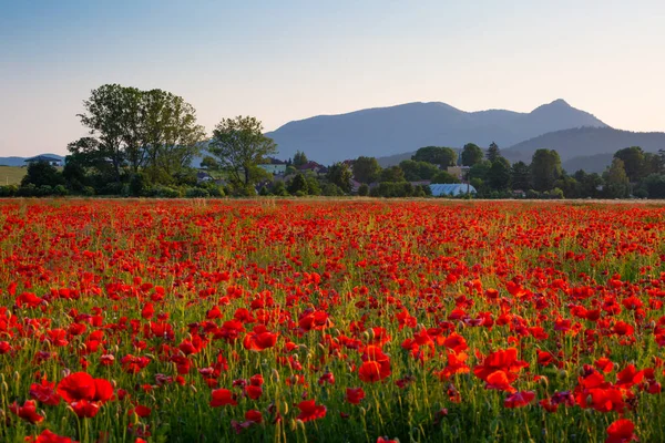 Rakovo Village Poppy Flowers Slovakia — 图库照片