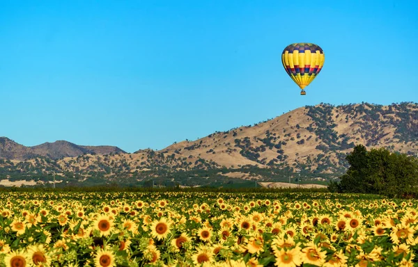 Hot air balloon above sunflower field
