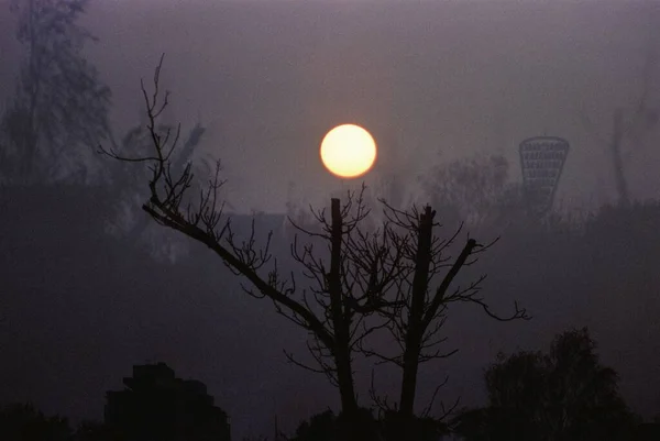 Туманна Осіння Ніч Повним Місяцем Над Старим Деревом — стокове фото