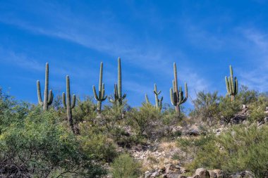 Tucson, Arizona 'da uzun ince bir Saguaro Kaktüsü
