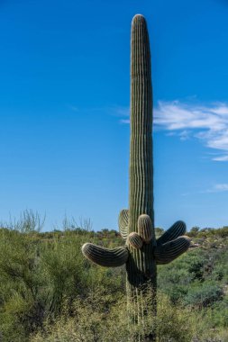 Tucson, Arizona 'da uzun ince bir Saguaro Kaktüsü