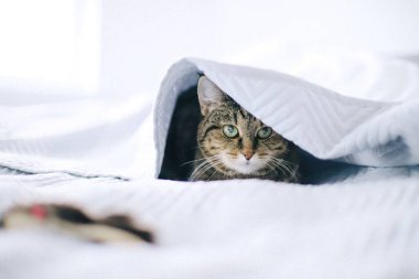 Cat playing hunting hiding under bed sheet on white background