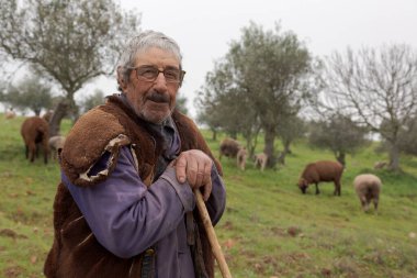 Tarlada tipik çoban koyunu