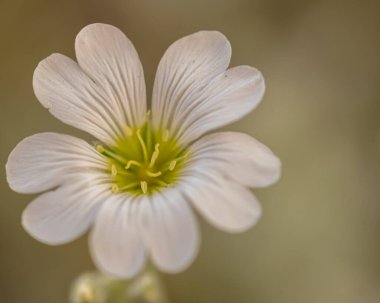 beyaz bir çiçek makro fotoğraf