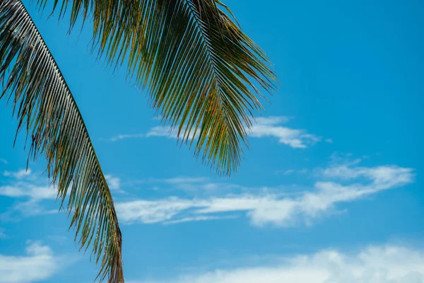 Coqueiro Céu Azul Tropical — Fotografia de Stock