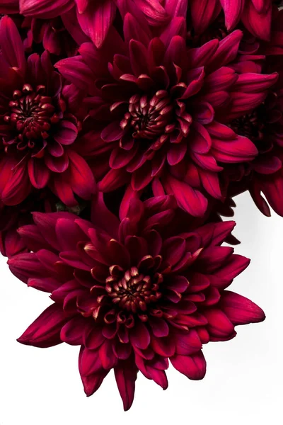 Burgundy chrysanthemum flowers on a white background