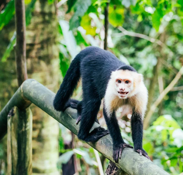 Biały Twarz Małpa Patrząc Aparat Fotograficzny Narodowy Park — Zdjęcie stockowe