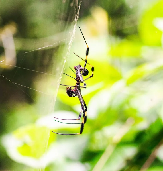 Golden Silk Spider Jungle Costa Rica — 图库照片