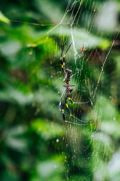 Χρυσή Μεταξωτή Αράχνη Στη Ζούγκλα Της Κόστα Ρίκα — Φωτογραφία Αρχείου