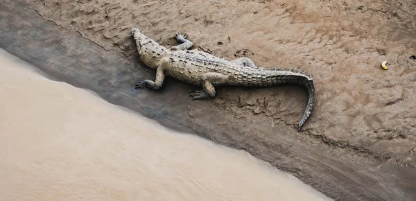 Crocodiles Sunbathing Crocodile Bridge Costa Rica — Stock fotografie