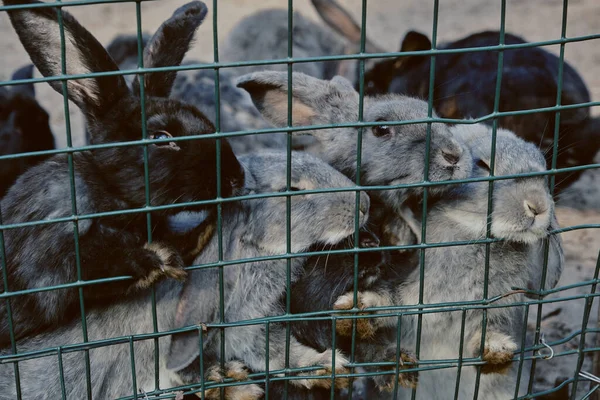 Cute Rabbits Close — Stock Photo, Image