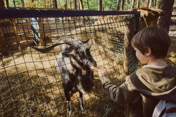 Cute Boy Kid Feeding Goats — Stock Photo, Image