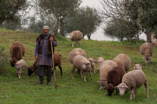 Berger Typique Moutons Dans Les Champs — Photo