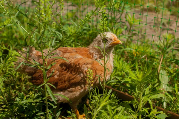 Kid Chicken Grass — Foto de Stock