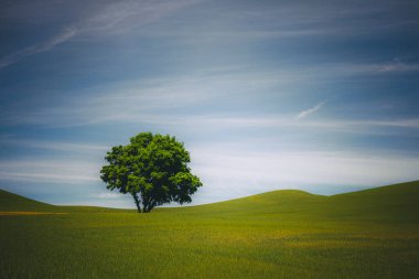 A lonely tree, Palouse, Eastern Washington