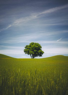 A lonely tree, Palouse, Eastern Washington
