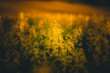 Canola field, Palouse, Eastern Washington