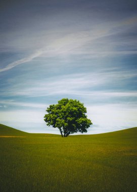 A lonely tree, Palouse, Eastern Washington