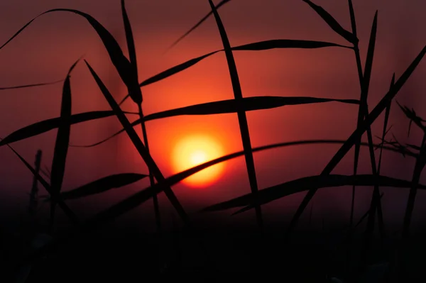 Puesta Sol Brillan Silueta Planta —  Fotos de Stock