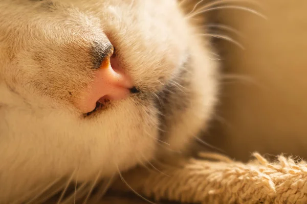 Sleeping Cat Sepia Tabby White Colors — стоковое фото