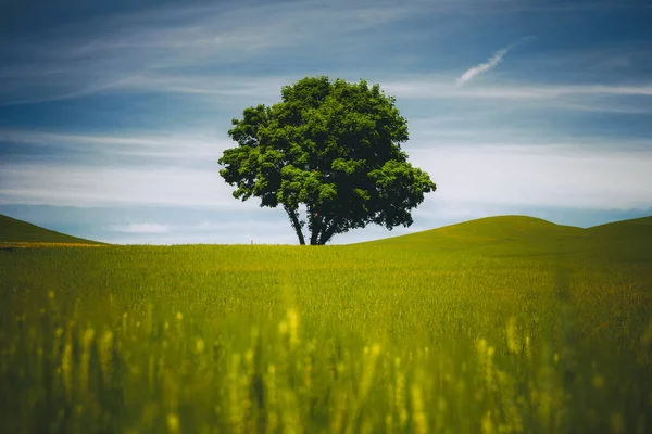 A lonely tree, Palouse, Eastern Washington