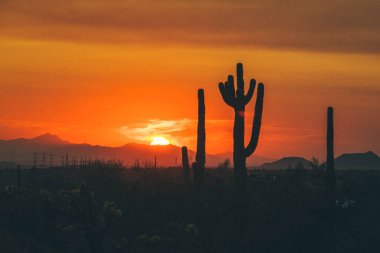 Cactus silhouettes in the Arizona mountains