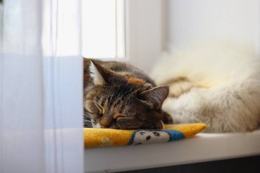 Brown cat sleeping on the windowsill