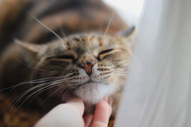 Brown cat loves neck scratches