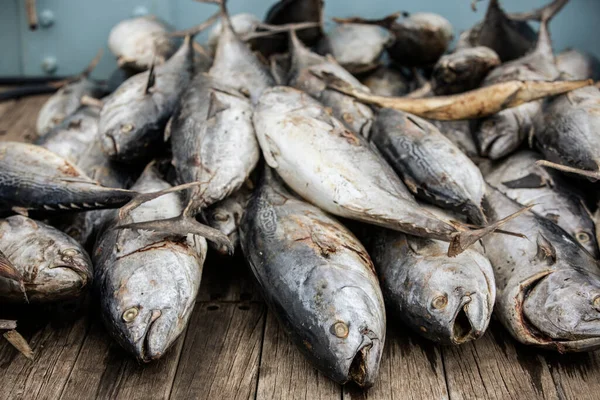 Pile Dead Tuna Fish Bait — Stock Photo, Image