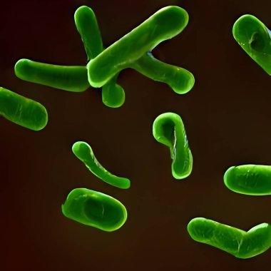 Escherichia Coli (E. Coli.) cells or bacteria under microscope