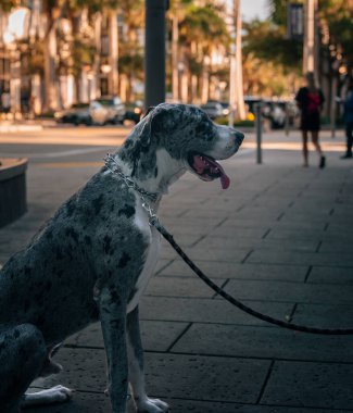 great dane dog street cute canine big