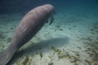 Manatee swiming underwater in Three Sisters Spring in Crystal River