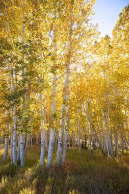 Yellow Spruce Trees with graffiti at Duck Creek Village in Utah