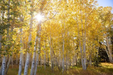 Yellow Spruce Trees with graffiti at Duck Creek Village in Utah