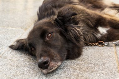 A beautiful mongrel dog with a long coat of smoky color lies